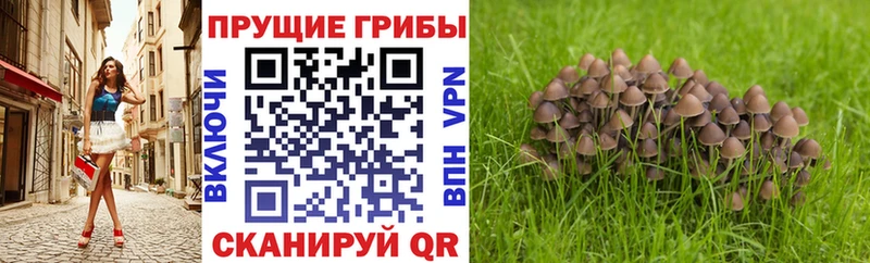 Псилоцибиновые грибы GOLDEN TEACHER  Донской 